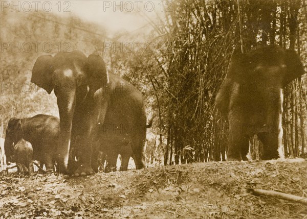 An elephant charge. A wild elephant, infuriated by hunters, is stopped mid-charge by a stockade trench in the Kakankota Forests. The hunting party that later captured these animals was led by the Maharajah of Mysore. Karnataka, India, 1909., Karnataka, India, Southern Asia, Asia.