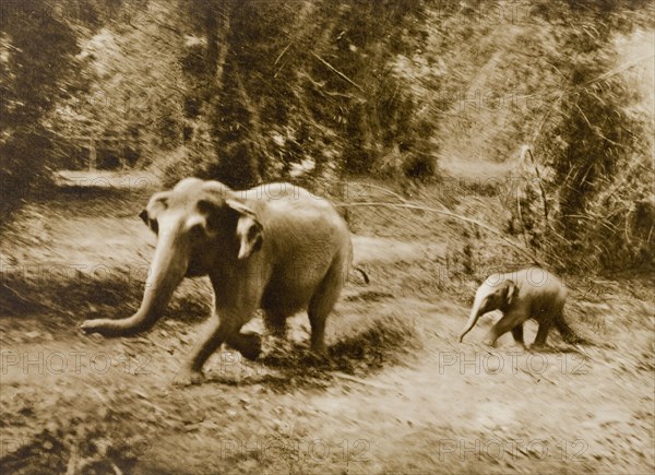 A dash for liberty'. A female elephant and her young calf attempt to break loose from a hunting drive in the Kakankota Forests. These animals were later captured by the hunting party, which was led by the Maharajah of Mysore. Karnataka, India, 1909., Karnataka, India, Southern Asia, Asia.