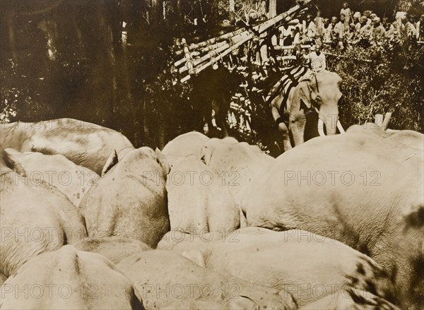 A 'koomkee' enters the stockade. A 'koomkee' (tame elephant) enters a stockade containing a newly impounded herd of wild elephants, captured in the Kakankota Forests by the Maharajah of Mysore's hunting party. Karnataka, India, 1909., Karnataka, India, Southern Asia, Asia.