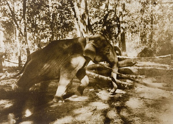 A long and a strong pull'. A newly captured wild elephant tries desperately to free itself from restraints that tether it to trees in a jungle clearing. This animal is part of a wild herd captured in the Kakankota Forests by the Maharajah of Mysore's hunting party. Karnataka, India, 1909., Karnataka, India, Southern Asia, Asia.