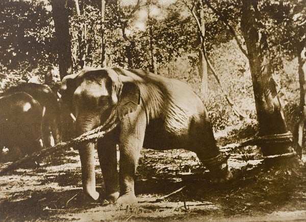 Elephant in restraints. A newly captured wild elephant tries desperately to free itself from restraints that tether it to trees in a jungle clearing. This animal is part of a wild herd captured in the Kakankota Forests by the Maharajah of Mysore's hunting party. Karnataka, India, 1909., Karnataka, India, Southern Asia, Asia.