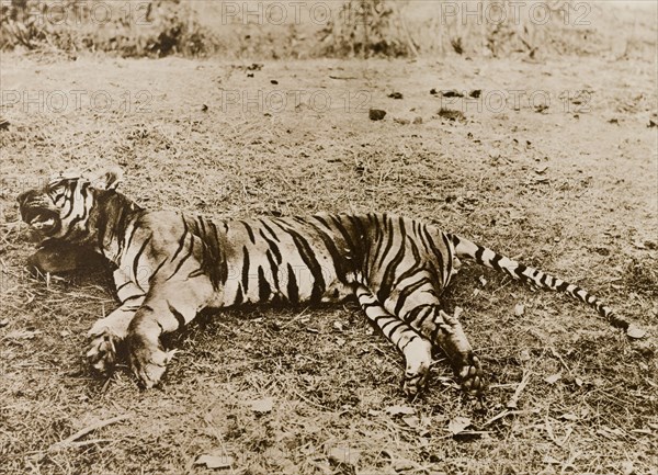 Tiger shot by Lady Eileen Elliot. The carcass of a tiger, shot by Lady Eileen Elliot on a hunt in the Heggaddevankote Forest. Lady Elliot killed this animal whilst out hunting with Lady Minto and the Countess of Antrim, all guests of the Maharajah of Mysore. Karnataka, India, 1909., Karnataka, India, Southern Asia, Asia.