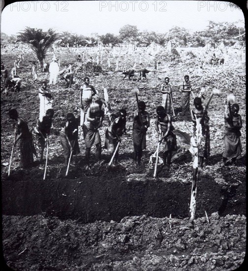 Female slaves dig a trench. A line of female slaves dig a massive trench by hand, whilst others work in the field behind them overseen by a European supervisor. This photograph would have been taken in the last throes of King Leopold II's terror regime. Congo Free State (Democratic Republic of Congo), circa 1908. Congo, Democratic Republic of, Central Africa, Africa.