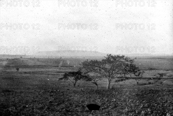 South African landscape. Acacia trees stud a wide, open landscape. The long, flat mountain on the horizon may be the Platberg Mountain, a significant landmark in the Second Boer War (1899-1902), located near Harrismith. South Africa, circa 1900. South Africa, Southern Africa, Africa.