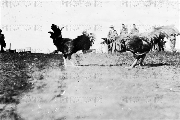 Cock fight, South Africa. An unusual shot, taken from ground level, of two cockerels ready to engage in a fight. The birds are watched by a group of onlookers. South Africa, circa 1900. South Africa, Southern Africa, Africa.