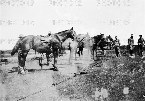 Royal Field Artillery horses, South Africa. Saddled horses wait in a line at a military camp belonging to the 64th Battery Royal Field Artillery during the Second Boer War (1899-1902). South Africa, 1900. South Africa, Southern Africa, Africa.