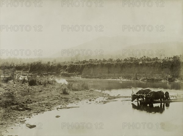 Transporting bamboo at Wuntho. Two bullocks, harnessed together by a wooden yoke, haul a bundle of bamboo canes across a shallow river. Their master keeps his feet dry by hitching a lift upon the load. Wuntho, Burma (Myanmar), circa 1891. Burma (Myanmar), South East Asia, Asia.