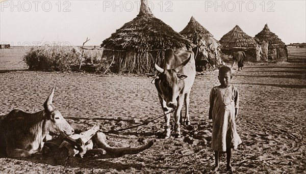 Child with cows at Duem, Sudan. A young Sudanese child stands beside two horned cows outside a row of round, thatched roof dwellings. Duem, Sudan, circa 1910. Duem, White Nile, Sudan, Eastern Africa, Africa.