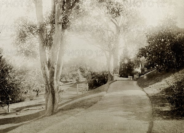 A path in the grounds of Government House, Perth. A wide path winds between trees and orderly shrubs in the grounds of Perth's Government House. Perth, Australia, circa 1901. Perth, West Australia, Australia, Australia, Oceania.