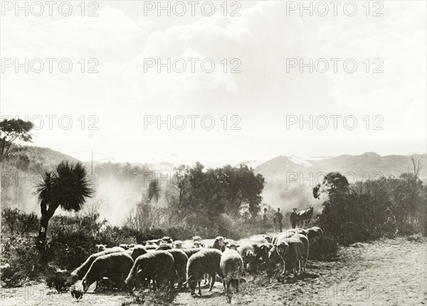 Grazing sheep on the coastal hills. A flock of sheep graze on whatever foliage is available in the arid landscape of the coastal hills. Western Australia, Australia, circa 1901., West Australia, Australia, Australia, Oceania.