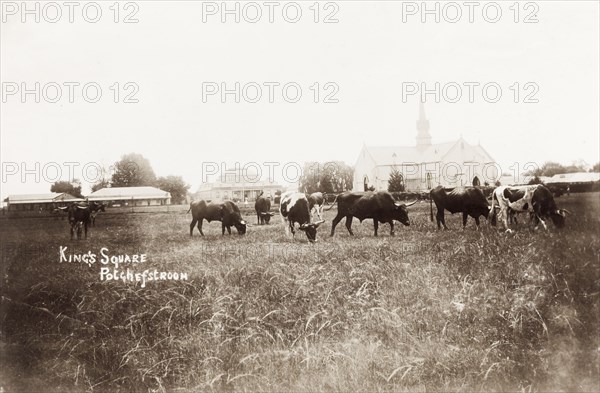 King's Square in Potchefstroom. View of King's Square in Potchefstroom. Cattle graze in a grassy field in front of a row of colonial buildings, including a large, spired church. Potchefstroom, South Africa, circa 1903. Potchefstroom, North West (South Africa), South Africa, Southern Africa, Africa.