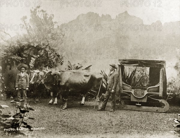 Bullock sledge in Madeira. Two European men stand beside two yoked bullocks harnessed to a sledge. Santos, Madeira, Atlantic Ocean, March 1897., Madeira, Madeira Islands (Portugal), Atlantic Ocean, Africa.