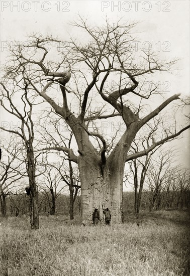 A Baobab tree. Two men are dwarfed by a Baobab tree (Adansonia digitata), located near the Zambezi River. Rhodesia (Zimbabwe), circa 1897. Zimbabwe, Southern Africa, Africa.