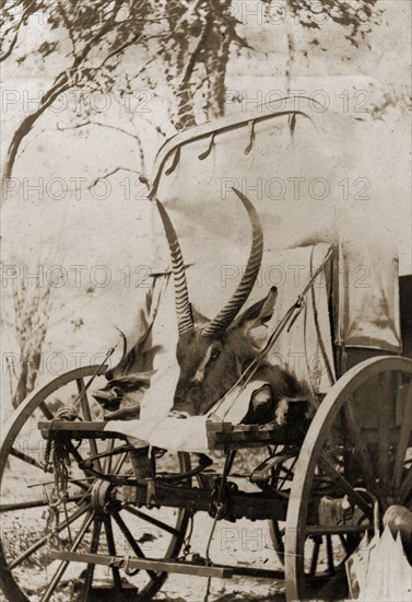 Hunting trophy loaded on wagon. The head of a Waterbuck (Kobus ellipsiprymnus), shot during a hunting expedition, rests on the back of a wagon. Matabeleland, Rhodesia (Matabeleland North, Zimbabwe), circa 1897., Matabeleland North, Zimbabwe, Southern Africa, Africa.