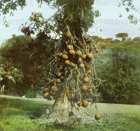 A Cannon-ball tree. A Cannon-ball tree (Couroupita guianensis), covered in spherical woody fruits, grows in a botanical garden in Dominica. Dominica, circa 1910. Dominica, Caribbean, North America .