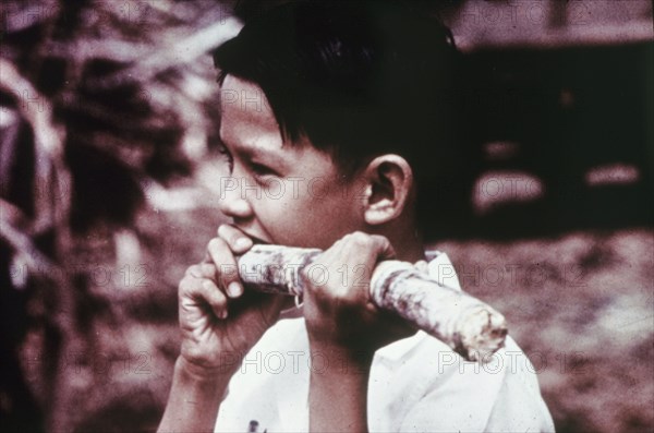 A boy chews a sugar cane. A young boy chews on a stick of sugar cane (Saccharum). Jamaica, circa 1985. Jamaica, Caribbean, North America .