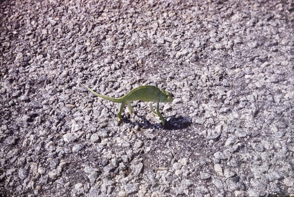 Chameleon on the Accra-Winneba Road. A chameleon takes a stroll on the Accra-Winneba Road. Central Region, Ghana, March 1960., Central (Ghana), Ghana, Western Africa, Africa.