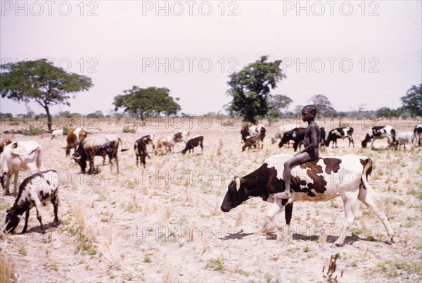 Riding one of the herd'. A young boy rides a spotted cow through a cultivated yam field as he watches over a herd of grazing cattle. Near Tamale, Ghana, circa 1961. Tamale, North (Ghana), Ghana, Western Africa, Africa.