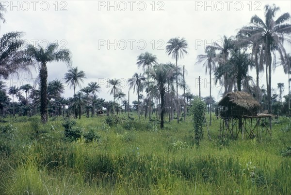 Rice fields in Sierra Leone. Thatched huts stand on stilts in a rice field. Sierra Leone, circa 1960. Sierra Leone, Western Africa, Africa.