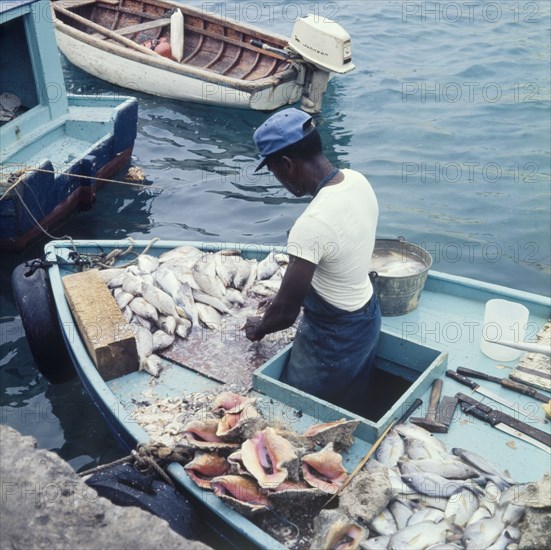 A fisherman prepares his catch. A fisherman prepares a fresh catch of fish on the deck of a boat. Laid out behind him is a selection of knives and tools, with a heap of conch shells heaped up to his left. Bahamas, circa 1975. Bahamas, Atlantic Ocean, Africa.