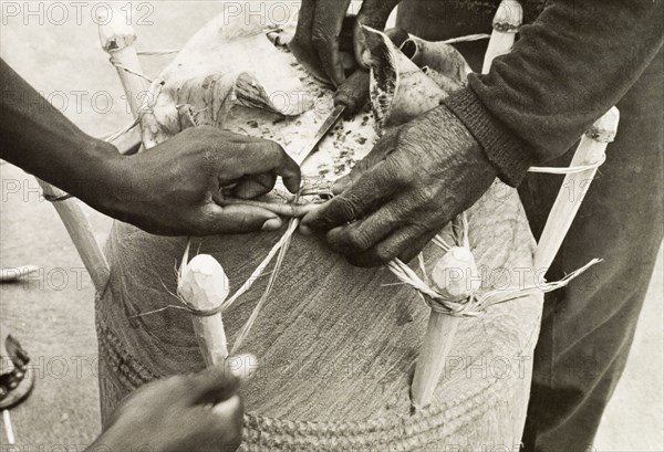 Securing the head of an atumpan drum. Two craftsmen secure the head of an atumpan drum by fastening it with cord to pegs projecting from the shell of the drum. Ghana, circa 1965. Ghana, Western Africa, Africa.