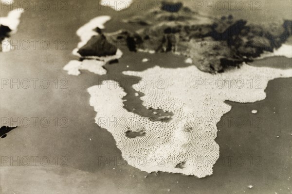 Gas bubbles on the Pitch Lake, Trinidad. Bubbles of gas form on the surface of the Pitch Lake, a natural asphalt lake located on Trinidad's west coast. La Brea, Trinidad, circa 1935. La Brea, Trinidad and Tobago, Trinidad and Tobago, Caribbean, North America .