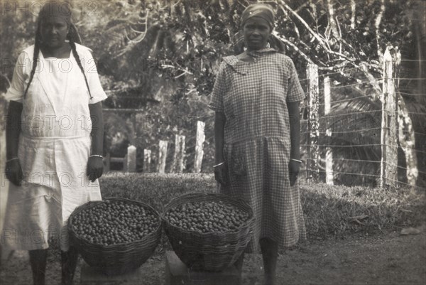 Women with baskets of coffee beans. Two women, probably plantation workers, pose for the camera beside baskets full of coffee beans. Trinidad, circa 1931. Trinidad and Tobago, Caribbean, North America .