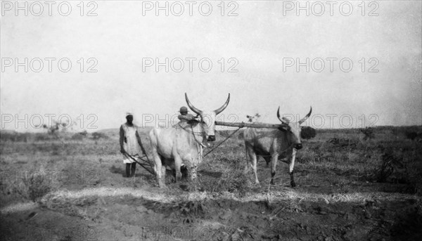 Ploughing with Fulani cattle. Farm labourers till the land at Niger Middle School Farm using a plough pulled by Fulani cattle. Nigeria, circa 1955., Niger, Nigeria, Western Africa, Africa.