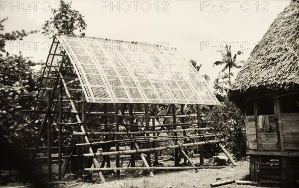 Constructing a Samoan 'fale'. Scaffolding surrounds a partially constructed Samoan 'fale' (house), a thatched structure supported by upright beams. Western Samoa (Samoa), circa 1956. Samoa, Pacific Ocean, Oceania.