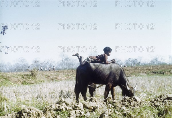 Avoiding the leeches at Borpatra tea estate. A young cattle herder lies on the back of a bullock, keeping his feet dry and avoiding the leeches on marshy ground at the Borpatra tea estate. Assam, India, 1971., Assam, India, Southern Asia, Asia.