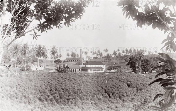 The Arcadia Sugar Estate. View across a sugar plantation looking towards the factory and mill of the Arcadia Sugar Estate. Probably Jamaica, circa 1890. Jamaica, Caribbean, North America .