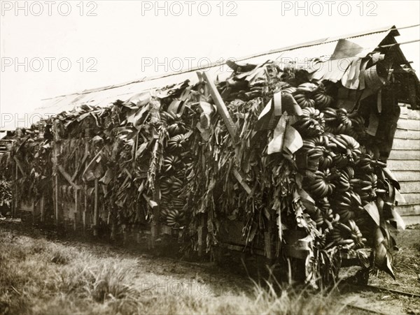 Plantains loaded on a freight car. An open freight car heavily loaded with bunches of plantains at a banana plantation. Probably Colombia, circa 1931. Colombia, South America, South America .