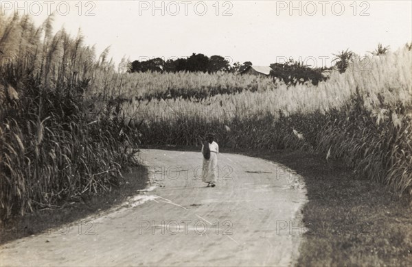 Walking through a pampas field. A lone figure walks along a road through a field of high pampas grass. Trinidad and Tobago, circa 1931. Trinidad and Tobago, Caribbean, North America .