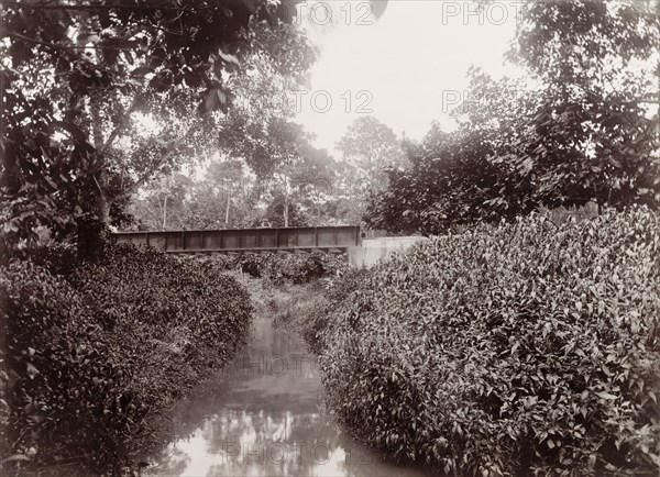 Railway bridge over Caparo River, Trinidad. View of extension railway bridge 'No. 29' crossing over Caparo River on a section of railway track built by Trinidad Government Railways through Caparo Valley. Trinidad, circa 1912., Trinidad and Tobago, Trinidad and Tobago, Caribbean, North America .