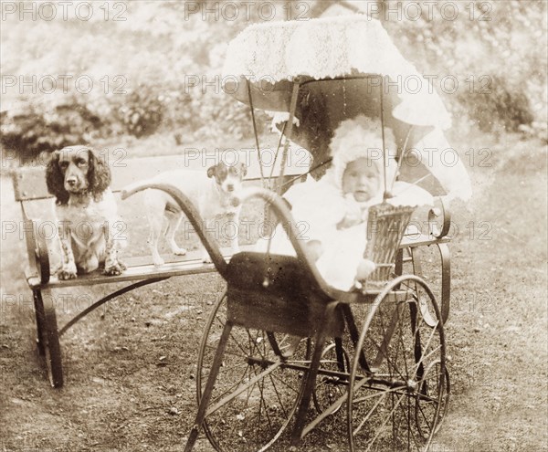 Jess Murray in a Victorian pram. Portrait of an infant, Jess Murray, sitting in her Victorian-style baby carriage in a park, posing next to two pet dogs positioned on a park bench. Croydon, England, 1898. Croydon, London, Greater, England (United Kingdom), Western Europe, Europe .