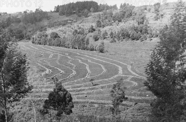 A field terraced by the Soil Conservation Service. A field is divided into narrow, contoured terraces as part of erosion control measures carried out by the Soil Conservation Service. The organisation was formed in 1938 in response to a series of disastrous droughts, which had accelerated erosion in the region causing major crop failures and loss of livestock. Kenya, circa 1940., Kenya, Eastern Africa, Africa.