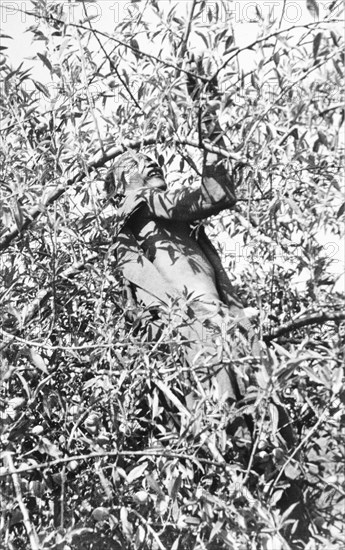 Picking coffee, Kenya. An African farm worker climbs the uppermost branches of a coffee tree as he picks coffee berries at a plantation. Kenya, circa 1935., Kenya, Eastern Africa, Africa.