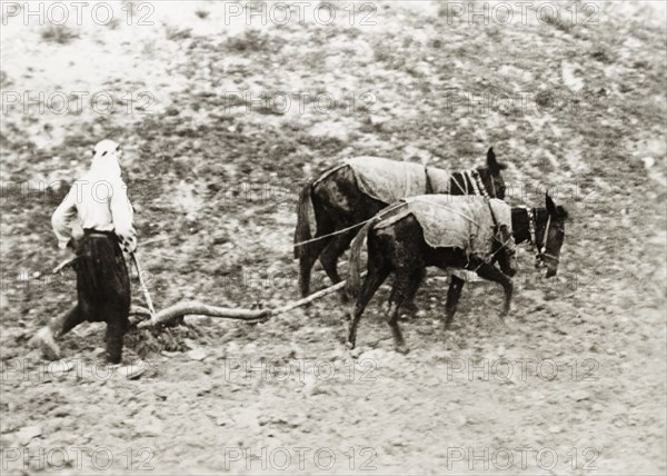 Ploughing the land, Palestine. An Arab farm worker tills the land using a plough pulled by two donkeys. British Mandate of Palestine (Middle East), circa 1938., Middle East, Asia.