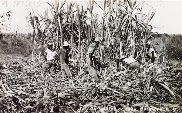 Harvesting sugar cane, Dominican Republic. A team of labourers harvest sugar cane crops at the Barahona Company's sugar estate. Barahona, Dominican Republic, circa 1930. Barahona, Barahona, Dominican Republic, Caribbean, North America .