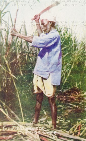 Harvesting sugar cane, Trinidad. A Trinidadian labourer uses a machete to harvest sugar cane a plantation. Trinidad, circa 1910., Trinidad and Tobago, Trinidad and Tobago, Caribbean, North America .