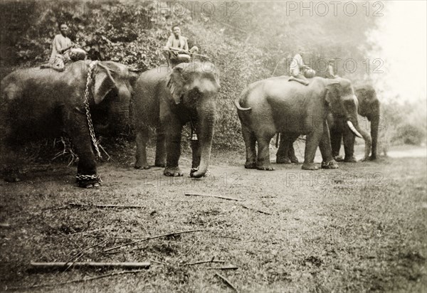 Elephants at a coffee estate. Four elephants and their mahouts (elephant handlers) stand in a line in a clearing at the Boultbees' coffee estate. Karnataka, India, circa 1936., Karnataka, India, Southern Asia, Asia.