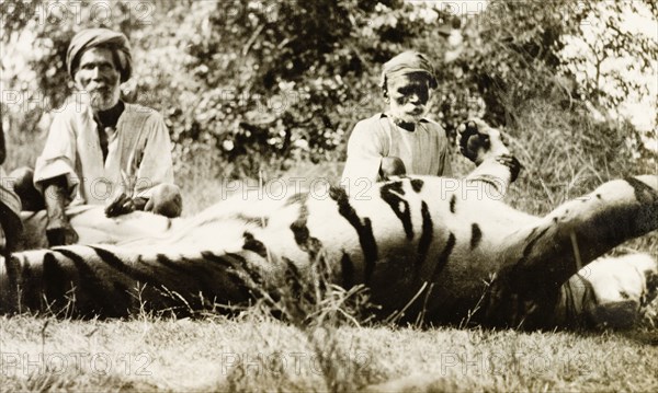 Shikaris' posing with tiger carcass. Two Indian 'shikaris' (professional hunters) pose beside the upturned carcass of an adult Bengal tiger, which was shot by European big game hunters. Mandagadde, Mysore State (Karnataka), India, circa 1935., Karnataka, India, Southern Asia, Asia.