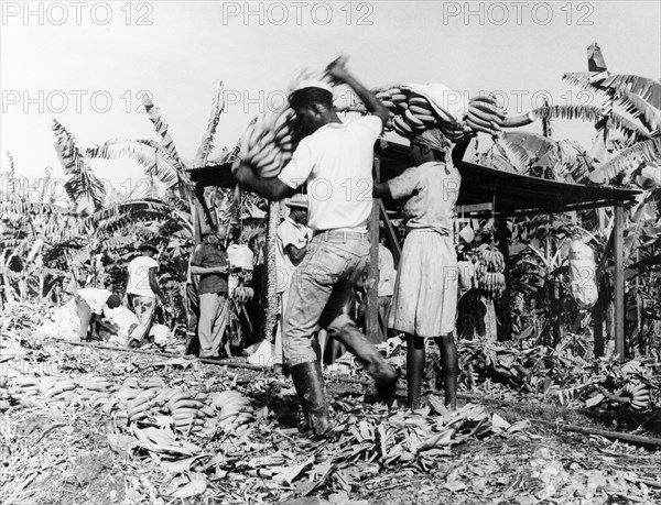 Banana weighing station, St Lucia. Male and female labourers carry large hands of bananas on their heads at a plantation weighing station. St Lucia, 1965., St Lucia, Caribbean, North America .