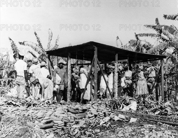 Banana weighing station, St Lucia. Hands of bananas are weighed at a plantation weighing station. St Lucia, 1965., St Lucia, Caribbean, North America .