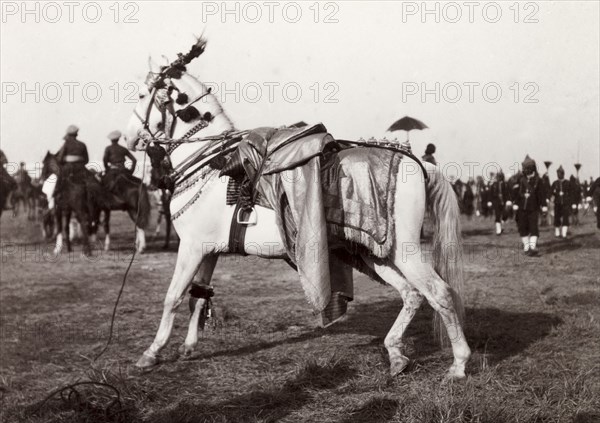 State Horse of Jaipur. The caparisoned State Horse of Jaipur at Edward VII's Coronation Durbar. Delhi, India, circa 1 January 1903. Delhi, Delhi, India, Southern Asia, Asia.