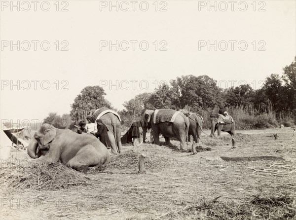 Elephants resting at Coronation Durbar, 1903. Elephants take a break from the processions and rest in heaps of straw at the Coronation Durbar camp. Delhi, India, circa 1 January 1903. Delhi, Delhi, India, Southern Asia, Asia.