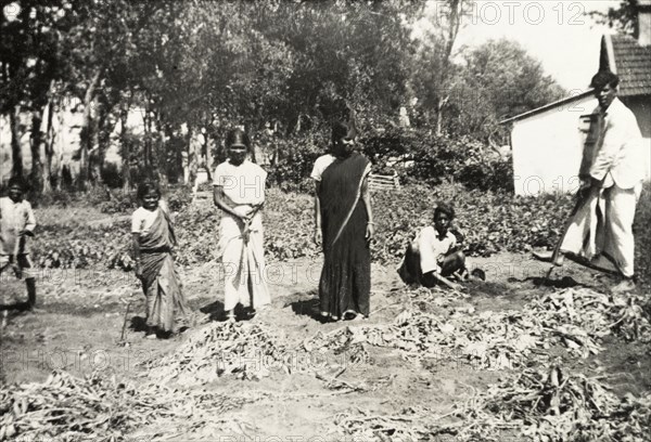 Digging up potatoes, India. A group of Indian youths dig up potatoes from the vegetable garden of Chikmagalur bungalow, a Methodist mission house. Chikmagalur, Mysore State (Chikkamagaluru, Karnataka), India, circa 1937., Karnataka, India, Southern Asia, Asia.