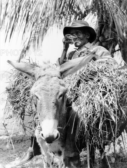 An elderly man from Dominica. An elderly Dominican man leans back in the saddle of his straw-laden donkey, taking a drink from a glass whilst holding a cigarette in his other hand. An original caption comments that he was an "employee from a small hotel from Roseau". Roseau, Dominica, 1965. Roseau, St Andrew (Dominica), Dominica, Caribbean, North America .