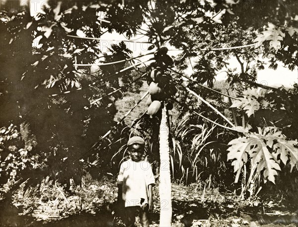 Boy beside a fruit tree. A small boy stands beside a fruit tree on a coffee plantation. Probably Costa Rica, circa 1931. Costa Rica, Central America, North America .