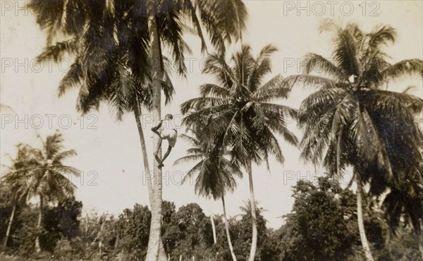 Picking coconuts on Tryall Estate. A man scales a palm tree to retrieve coconuts on Tryall Estate. Hanover, Jamaica, circa 1942., Hanover, Jamaica, Caribbean, North America .